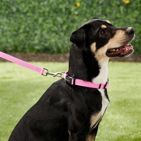 The 16 Best Dog Leashes 2019