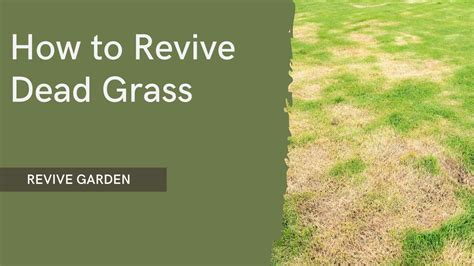 How To Revive Dead Grass A Complete Guide Revive Garden