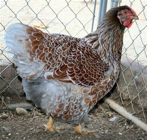 I've seen so many questions about peoples' birds, pics, etc. Blue Laced Red Wyandotte hen | Chickens | Pinterest | Hens ...