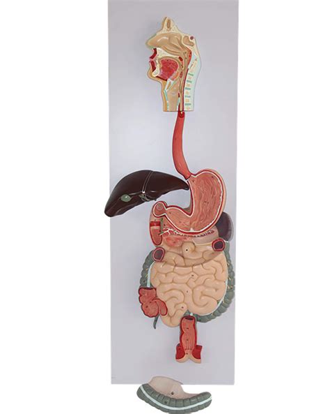 Buy Human Digestive System Anatomical Model Abdominal Digestive System Model Stomach Model Large