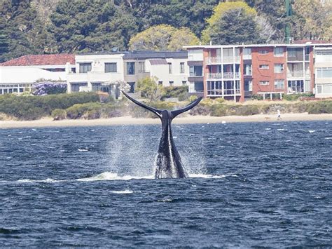 Southern Right Whale Spotted In The Waters Of The River Derwent Hobart