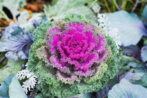 10 Winter Flowering Plants For Your Pacific Northwest