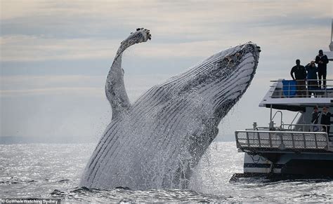 Tourists Are Thrilled As Two Humpbacks Whales Jump Out Of The Water In