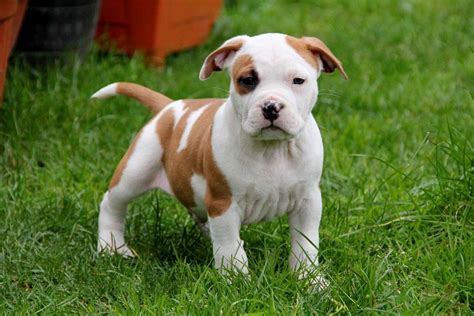 The average american staffordshire terrier weight is between 40 and 70 pounds. American Staffordshire Terrier - Puppies, Rescue, Pictures ...