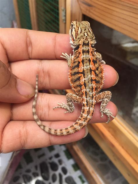 Love the pattern in my bearded dragon back | Bearded dragon colors