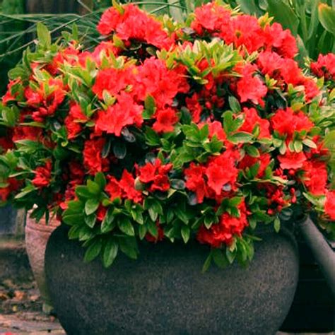 We especially like the hardy banana that brings a tropical look but is hardy to zone 5 and brings a bit of surprise to the northern garden… 1 X RED AZALEA JAPANESE EVERGREEN SHRUB HARDY GARDEN PLANT ...