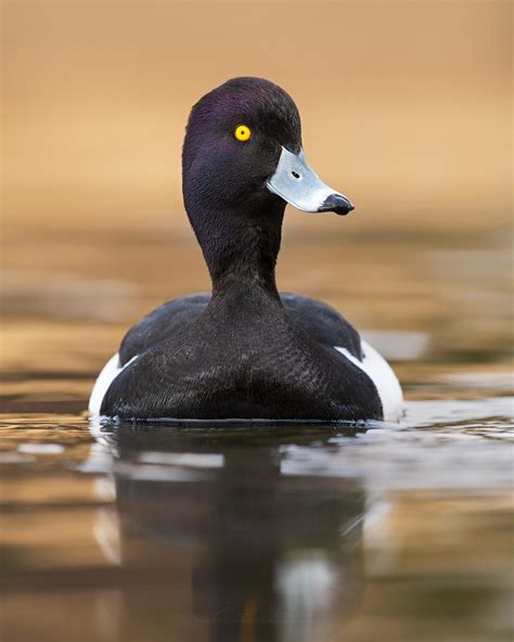 Male Tufted Duck Paradise Newfoundland This Past Weekend Flickr