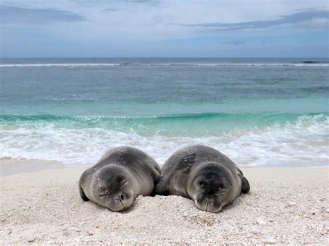 5 Things You Should Know About The Marine Mammal Protection Act