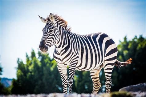 Beautiful Zebra Standing Alone Stock Photo Image Of Nature Black