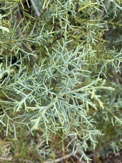 Cupressus Arizonica ‘blue Ice Is An Arizona Cypress With Icy Blue