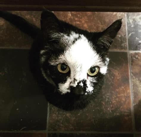 Introducing Flour The Cat Rescue Pet With Vitiligo Katniss Cat Reporter