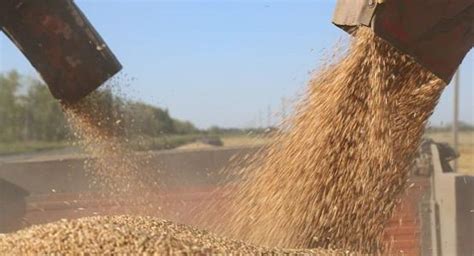 122 Million Tons Of Grain Threshed In Kazakhstan Since The Beginning