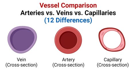 Arteries Vs Veins Vs Capillaries 12 Differences