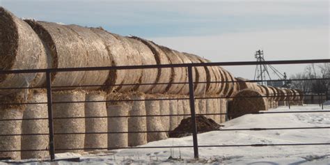 Proper Storage Significantly Reduces Losses In Hay Bales Brownfield