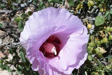 Desert Roses Are Gaining Popularity As Hardy Drought Plants In Outback Queensland Abc News
