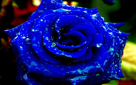 Blue Rose Wallpapers Images Photos Pictures Backgrounds