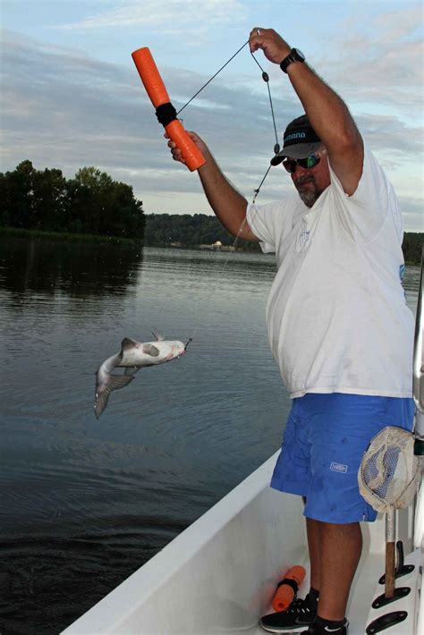 And is found in most regions through out the country. Jug Fishing Producing Plenty of Alabama River Catfish ...