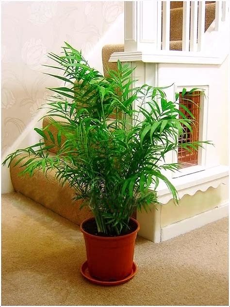 1 Upright Parlour Palm Chamaedorea Evergreen Indoor Plant Garden Bamboo