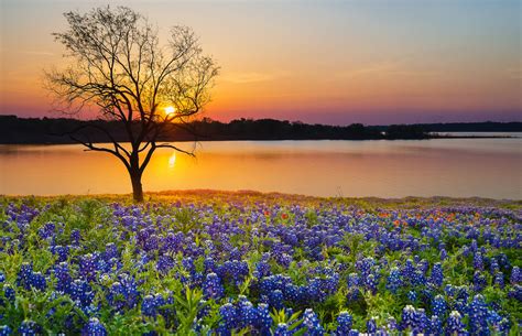 Texas Bluebonnet Field Blooming In The Spring By A Lake At Sunset Dr