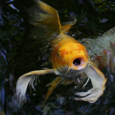 Butterfly Koi Basic Facts To Know Aquascape Inc