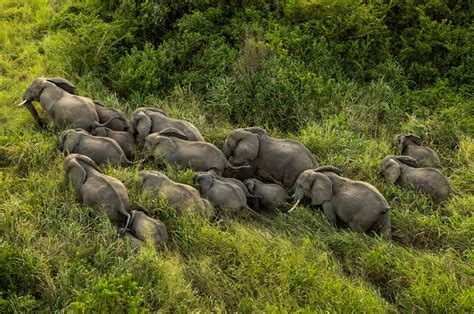 African Bush Elephants Savanna Elephants Virunga National Park