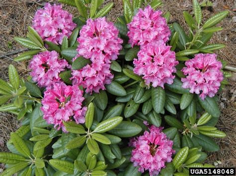 Images of diseases and pests of rhododendrons. rhododendrons and azaleas, Rhododendron spp. (Ericales ...