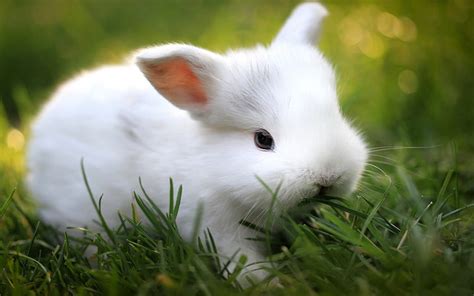 かわいい白い赤ちゃんウサギ、 白いウサギ、 動物、 ウサギ、 白、 草、 赤ちゃん、 かわいい、 食べる、 Hdデスクトップの壁紙