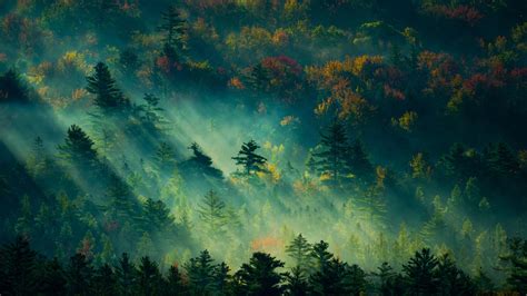 Forest Rays 3840×2160 Hd Wallpapers