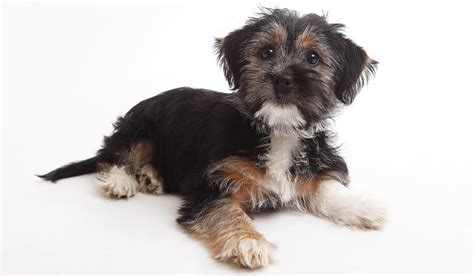 How Much Is Terrier Poodle Chihuahua Mix