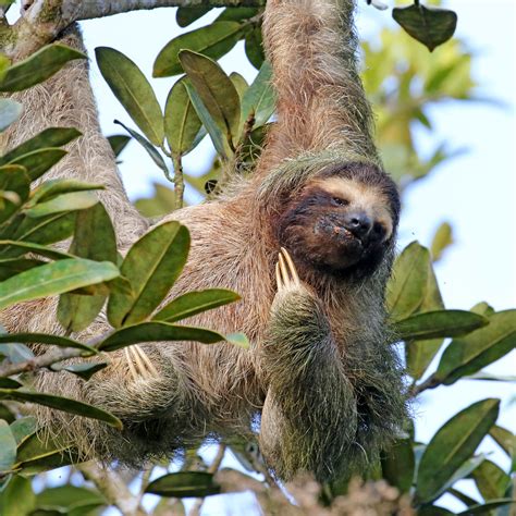 Brown Throated Three Toed Sloth ♀ Bradypus Variegatus Flickr