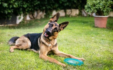 Photo Shaved German Shepherd Gorodprizrak