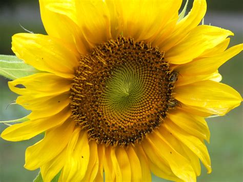 Gods Growing Garden Mammoth Sunflowers
