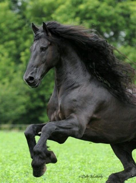 Im Black Beauty Friesian Stallion Stallion Horses Andalusian Horse
