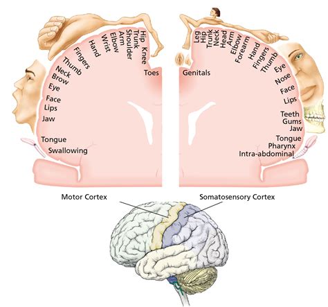 Parts Of The Brain Sensory Cortex Human Anatomy