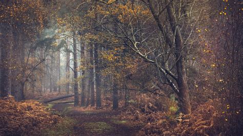 Forest Pathway During Fall 4k Hd Nature Wallpapers Hd Wallpapers Id