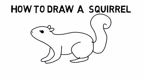 Squirrel Sketch Picture How To Draw A Squirrel Sketch Picture Video