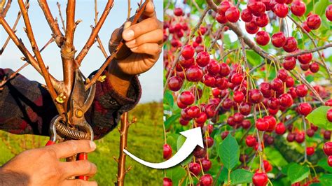 How To Prune Cherry Trees For Maximum Production Youtube