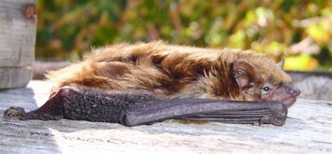 Madison Wildlife Removal Benefits Of Bat Guano