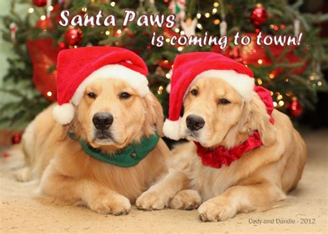 Golden Retriever Christmas Wallpaper With Dogs Pets Lovers