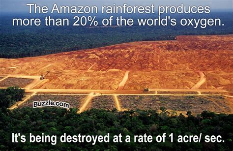 10 Facts About The Amazon Rainforest