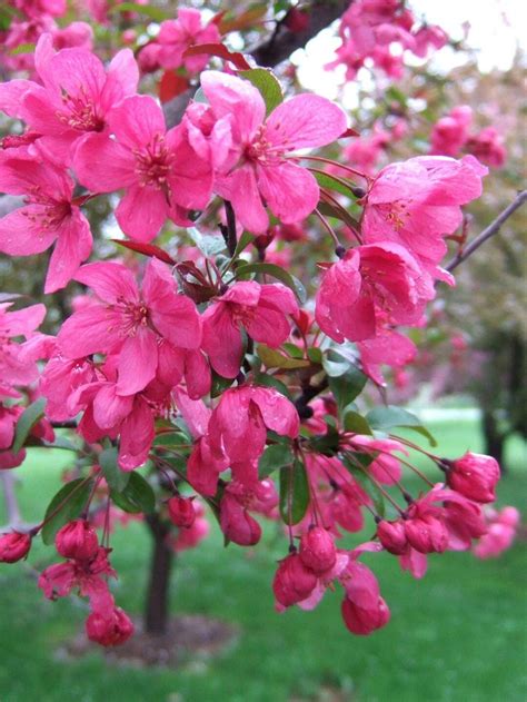 13 Stunning Crabapple Trees That Add Long Lasting Color To Your