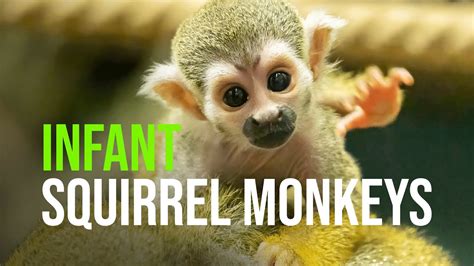 Baby Squirrel Monkey Boom At Zoo Vienna Youtube