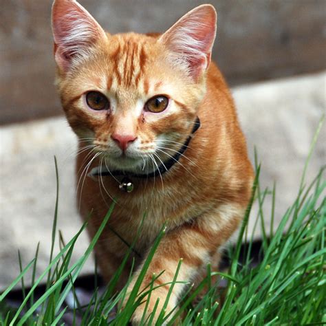 Lost Cat Ginger Cat Called Tom Witney Area Oxfordshire