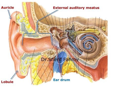 The Ear Anatomy Of The Neck