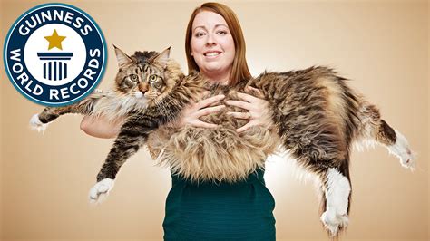 Longest Cat Guinness World Records Youtube