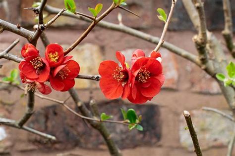 How To Grow Flowering Quince Chaenomeles Gardeners Path