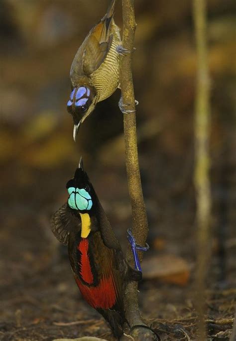 Male Wilson S Bird Of Paradise Displays To Female From A Sapling Credit Npl Tim Layman