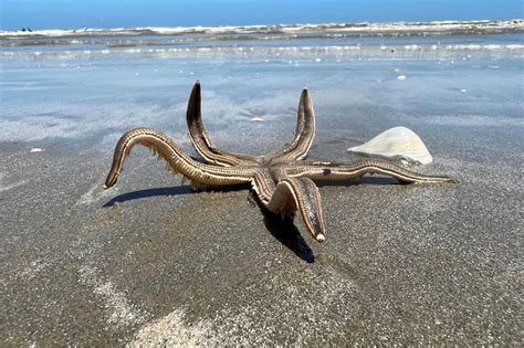 Huge Starfish Found Walking In The Surf On Texas Beach