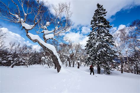 Fonds Decran Japon Hiver Sapporo Hokkaido Neige Arbres Picea Nature