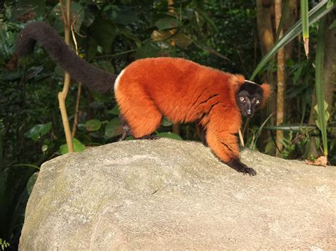 Fotos Gratis Animal Fauna Silvestre Zoo Mamífero Panda Rojo